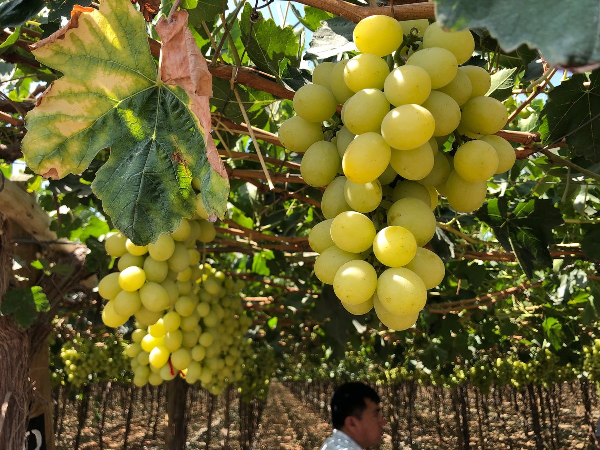 In the Fields Here’s Why Grape Season is Bunches of Fun!